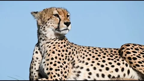 Cheetah sitting gracefully in the forest Stock Footage 222789336