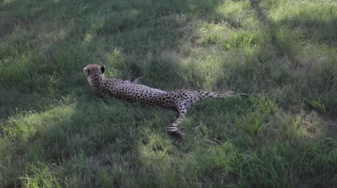 Cheetah Sitting in the Grass Stock Footage 39886110