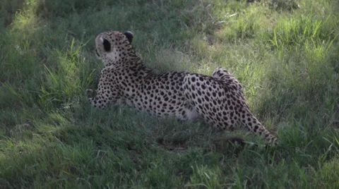 Cheetah Sitting in the Grass Stock Footage 39886300