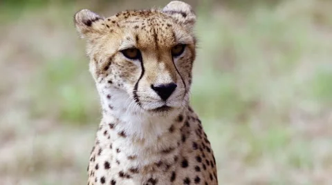 Cheetah sitting in the grass turning it's neck around 库存影片 65407232