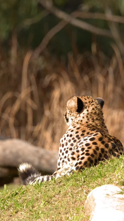 Cheetah Sitting on a Grassy Hill Facing Away in Dubbo Stock Footage 346012930