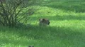 Cheetah sitting hidden well camouflaged in the grass HD Footage