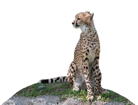 Cheetah sitting on a hill Illustrazione stock