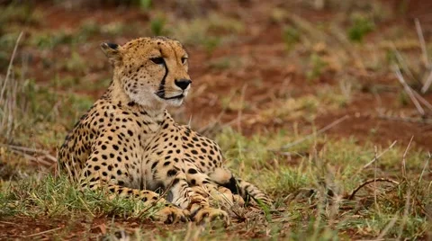 Cheetah sitting looking camera right Stock Footage 59691616