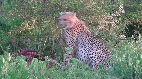 Cheetah sitting next to carcass Stock Footage 11150996