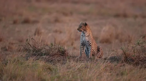 Cheetah Sitting At Sunset Stock Footage 31505899