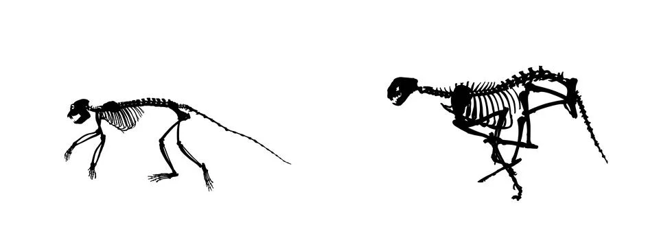Cheetah skeleton chasing monkey skeleton vector silhouette Stock Illustration