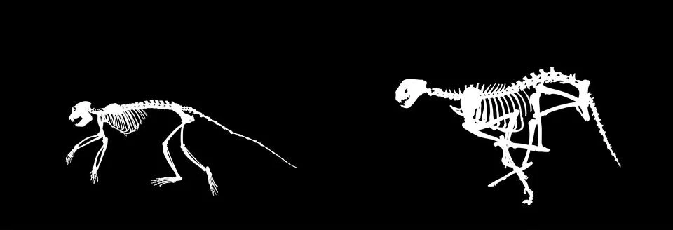 Cheetah skeleton chasing monkey skeleton vector silhouette Stock Illustration