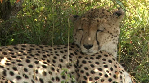 Cheetah sleeping 2 Video stock 33700745