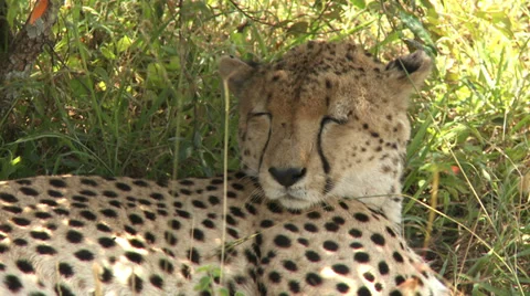Cheetah sleeping Stock Footage 33700609