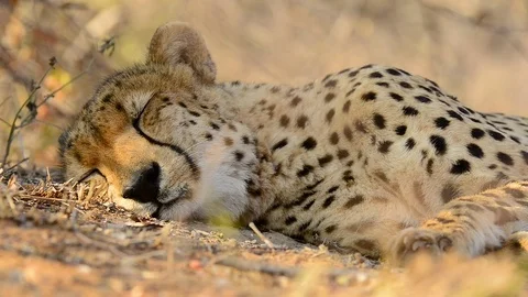 Cheetah Sleeping Stock Footage 70725471