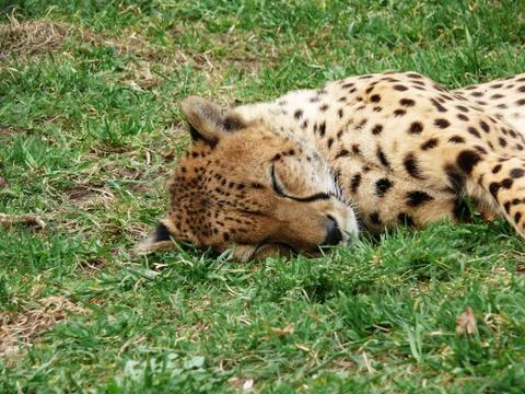 Cheetah sleeping in the grass Stock-Fotos