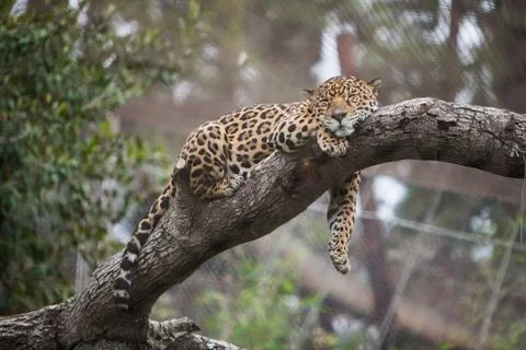 Cheetah sleeping on the tree in zoo Stock Photos