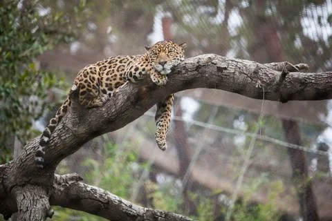 Cheetah sleeping on the tree in zoo Stock Photos