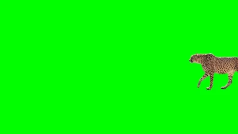 Cheetah slowly walking across the frame on green screen Stock Footage 76941608