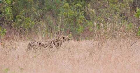 Cheetah slowly walking scanning for prey in grassland Stock Footage 314789352