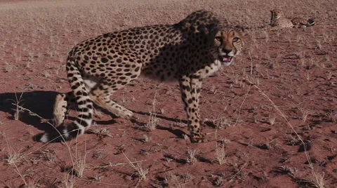 Cheetah snarling and looking towards camera in slow motion Stock Footage 64693606