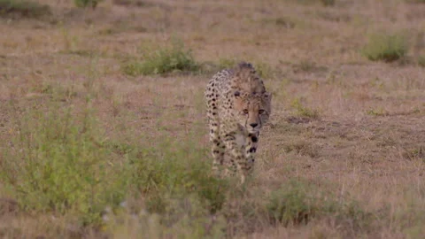Cheetah Sneaking in Brush Stock Footage 277368985