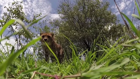 CHEETAH SNEAKS TO CAMERA Video stock 76134557