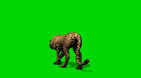 Cheetah sneaks - separated on green screen Видео 33788693