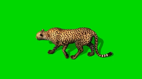 Cheetah sneaks - separated on green screen Видео 33788715