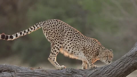 A cheetah sniffing on top of a dead tree Video stock 341942914