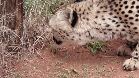 Cheetah sniffs the ground, slow motion Stock-Footage 172185050