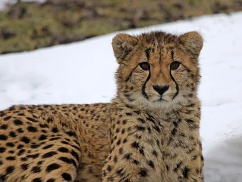 Cheetah in the Snow Stock Photos