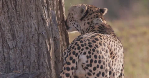 Cheetah sprays urine on tree trunk in savannah in morning Stock Footage 314784897