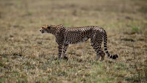 Cheetah stalk Vídeo Stock 341680338