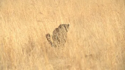 Cheetah stalking Stock Footage 10989906