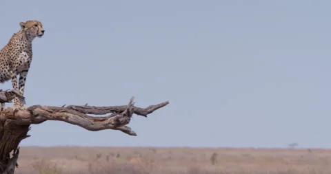 Cheetah standing on dead tree horizon in savannah at day Stock Footage 314781201