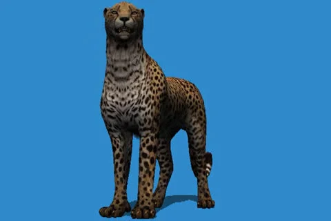Cheetah Standing Idle FS Video stock 25085932