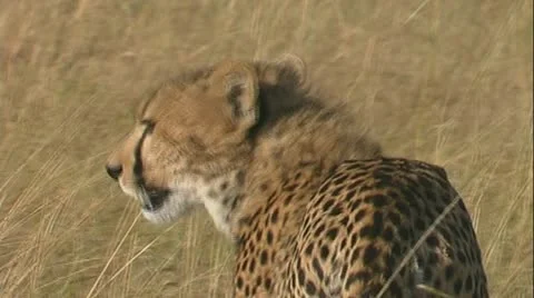 Cheetah standing looking back with nicely lit eyes &amp; walk off out of frame Stock Footage 22185202