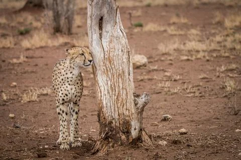 A Cheetah standing next to a tree trunk in the Kruger National Park, South Stock Photos