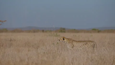 Cheetah standing while scanning the savannah at morning Video stock 314793443