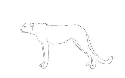 Cheetah stands, drawing lines, vector Illustrazione stock