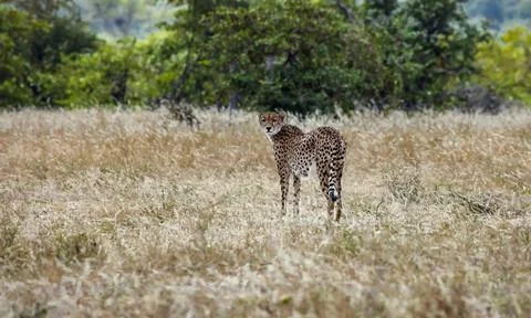 Cheetah stands on an open patch of bushy savannah looking back. Stock Photos