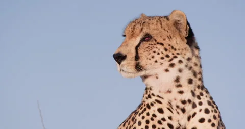 Cheetah staring into the distant in dry savannah at midday Stock Footage 314780261