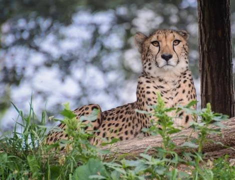 Cheetah staring Stock Photos