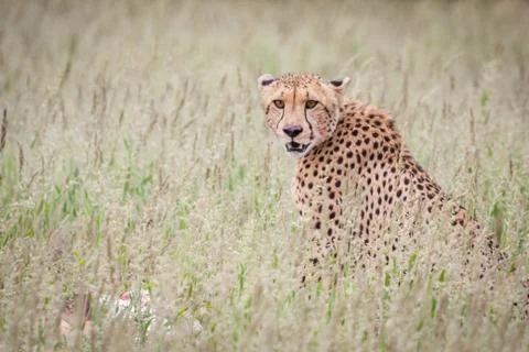 Cheetah staring at viewer. Stock Photos
