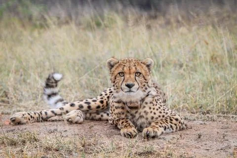 Cheetah starring at the camera. Stock Photos