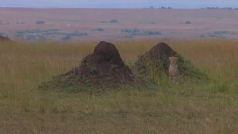 Cheetah starting to stalk gazelle using termite mounds as cover Video stock 172160376