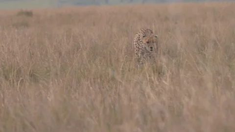 Cheetah Stepping Through Field Stock Footage 217653403