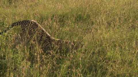 Cheetah stretching Video stock 33700821