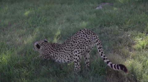 Cheetah Stretching in the Grass Stock Footage 39886036