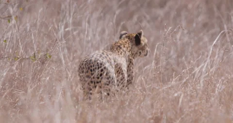Cheetah strolling across windy savannah bushland Stock Footage 314791378