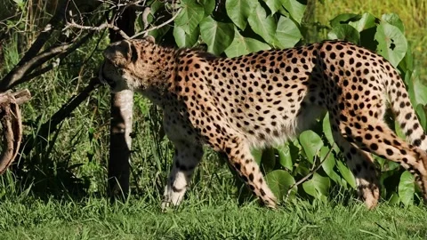 Cheetah Strolling Alongside Lush Greenery Stockbeeldmateriaal 311568819