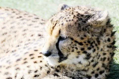 Cheetah in sunshine Stock Photos