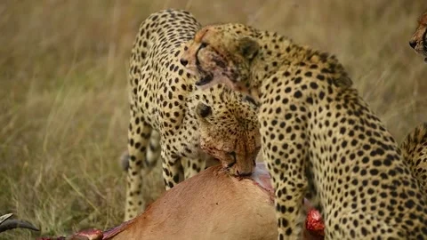 Cheetah tears using sharp teeth to eat and tear into a topi. Vídeo Stock 332409715